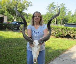 B-Grade African Kudu Skull with 42" Horns - $275