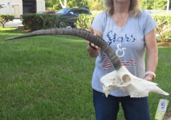 Female African Sable Skull with 28-29" Horns - $200