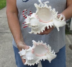 2 pc lot of 8 inch Murex Ramosus, giant murex shell - $25