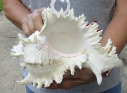 10 inch Murex Ramosus, giant murex shell for $25