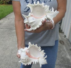 2 pc lot of 9 inch Murex Ramosus, giant murex shell - $40