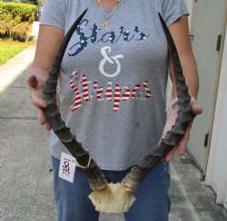 18-19 inch impala skull plate and horns for $55  