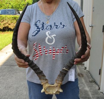18-19 inch impala skull plate and horns for $55  