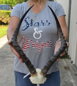 19-20 inch impala skull plate and horns for $55  
