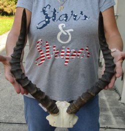 17-18 inch impala skull plate and horns for $55  