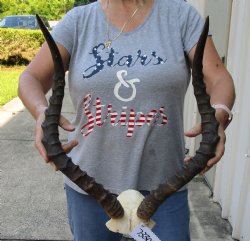 20-21 inch impala skull plate and horns for $55  