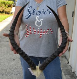 22-23 inch impala skull plate and horns for $55  