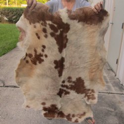 Real Goat Hide for sale -  38 inches - $35