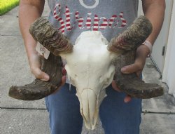 African Merino Ram/Sheep Skull with 25 and 26 inch Horns - $160