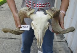 African Merino Ram/Sheep Skull with 23 and 24 inch Horns - $160