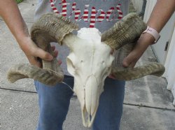 African Merino Ram/Sheep Skull with 26 and 27 inch Horns - $160