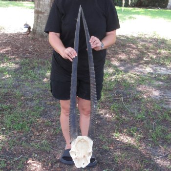 B-Grade Gemsbok Skull Plate with 35-36 inch horns for $55