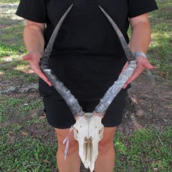 B-Grade African Impala Skull with 19-20" Horns - $70