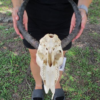 B-Grade African Impala Skull with 17-18" Horns - $70