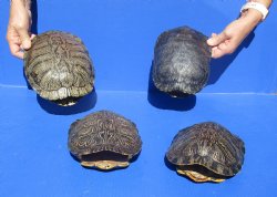 4 pc lot of Red Eared Slider 8 to 8-3/4 inches long - $70/lot