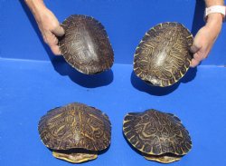 4 pc lot of River Cooter turtle shells 8 to 8-3/4 inches long - $70/lot