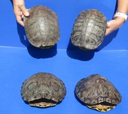 4 pc lot of Red Eared Slider 8 to 8-3/4 inches long - $70/lot