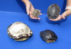 B-Grade 4 pc lot of Red Eared Slider and Map turtle shells 2 to 9 inches long - $32/lot