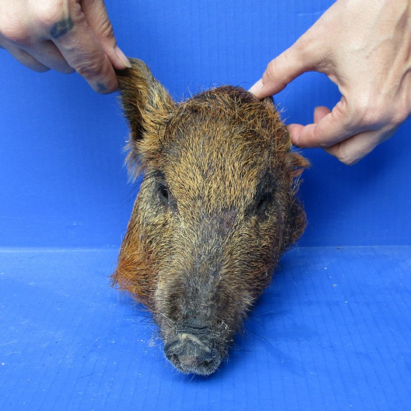 Real Wild Boar, Hog Head Preserved with Formaldehyde