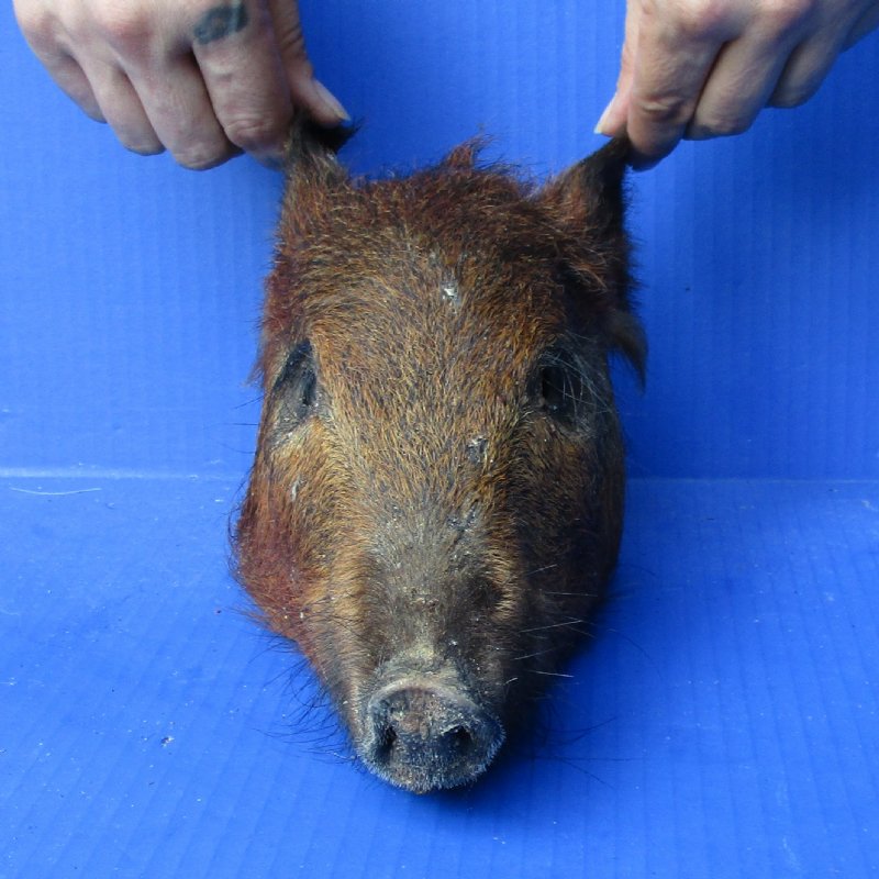 Real Wild Boar, Hog Head Preserved with Formaldehyde