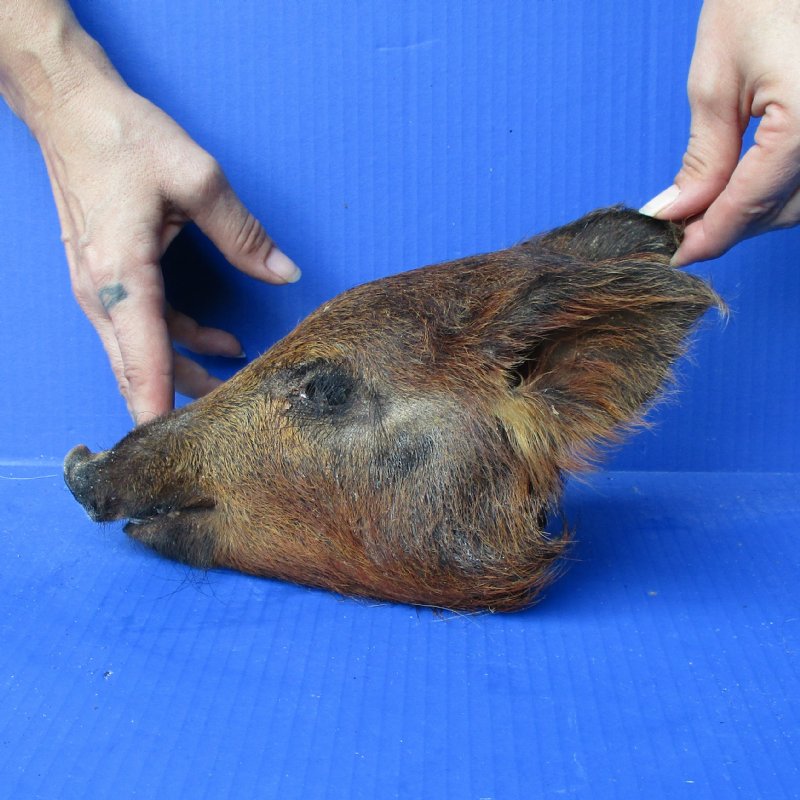 Real Wild Boar, Hog Head Preserved with Formaldehyde