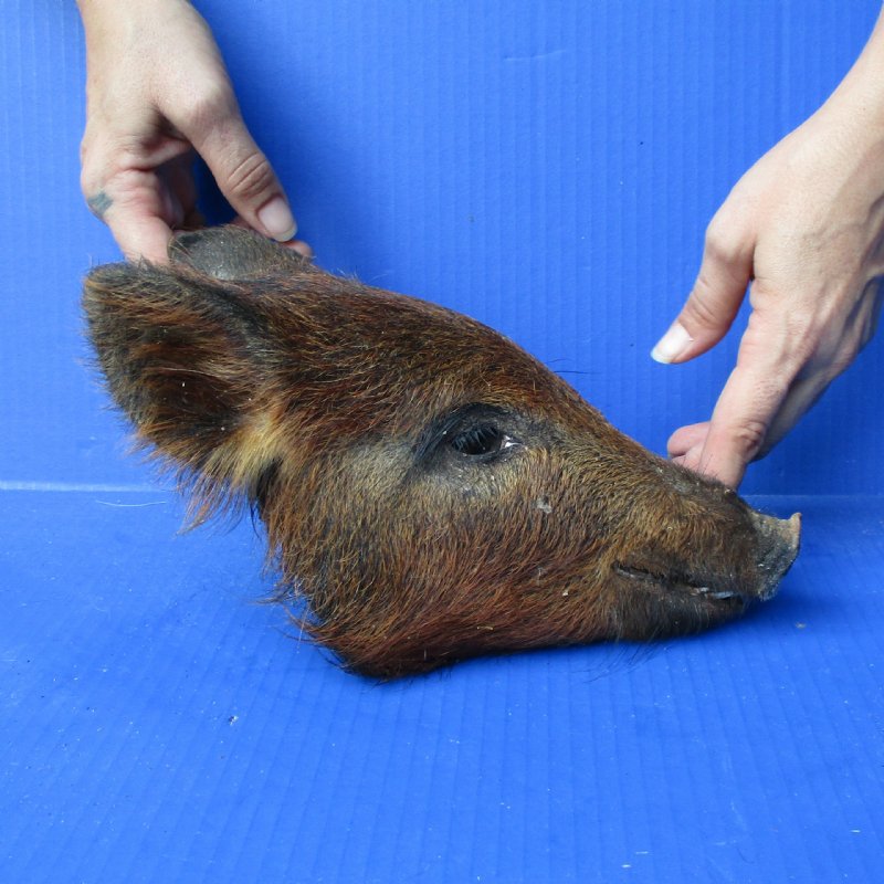 Real Wild Boar, Hog Head Preserved with Formaldehyde