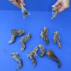 10 Preserved Armadillo Feet cured in Formaldehyde - $25