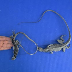 2 Preserved North American Iguanas, 17-1/2" & 23" - $50