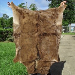 Black Wildebeest Skin, 48" x 33" - $100