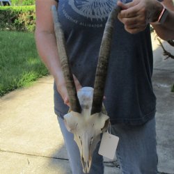9" Goat Skull with 16" Horns - $120
