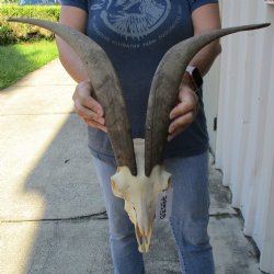 9" Goat Skull with 20" Horns - $145