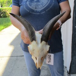 B-Grade 8" Goat Skull with 8" Horns - $80