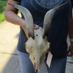 B-Grade 8" Goat Skull with 10" Horns - $80