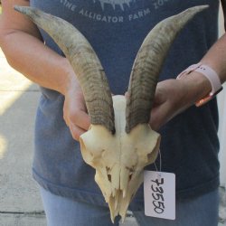 B-Grade 7" Goat Skull with 8" Horns - $70