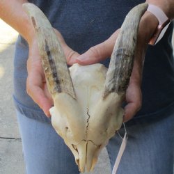 B-Grade 6" Goat Skull with 7" Horns - $70