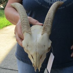 B-Grade 7" Goat Skull with 8" Horns - $70
