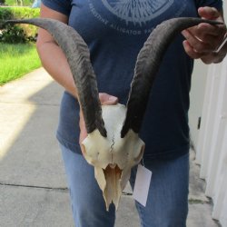 B-Grade 8" Goat Skull with 13" Horns - $95