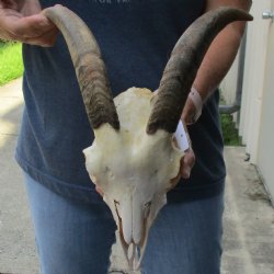 9" Goat Skull with 10" Horns - $120