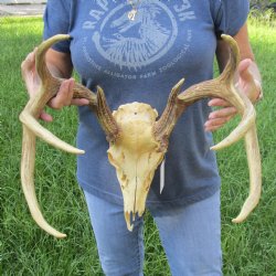 8 point Whitetail Deer skull with 21 inch main beam - $100
