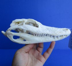 Florida Alligator Skull, 7-1/2" x 3-1/2" - $55