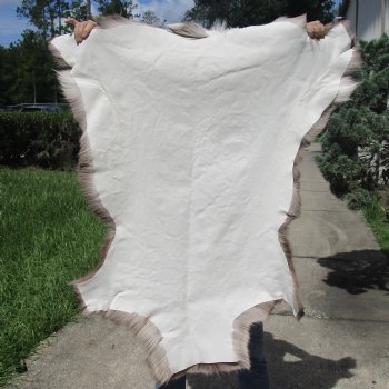 43 inches by 41 inches Finland Reindeer Hide, Skin, farm raised - $150