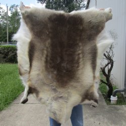 41 inches by 39 inches Finland Reindeer Hide, Skin, farm raised - $150