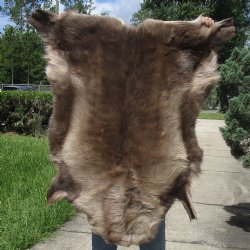 43 inches by 39 inches Finland Reindeer Hide, Skin, farm raised - $150