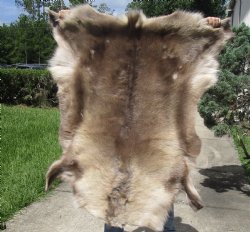 39 inches by 39 inches Finland Reindeer Hide, Skin, farm raised - $150