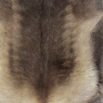49 inches by 48 inches Finland Reindeer Hide, Skin, farm raised - $150