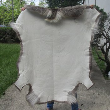 49 inches by 48 inches Finland Reindeer Hide, Skin, farm raised - $150