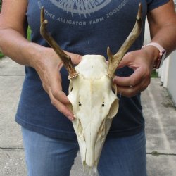 5 point Whitetail Deer skull with 6-1/2 inch main beam - $65