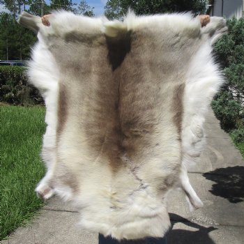 42 inches by 42 inches Finland Reindeer Hide, Skin, farm raised - $150