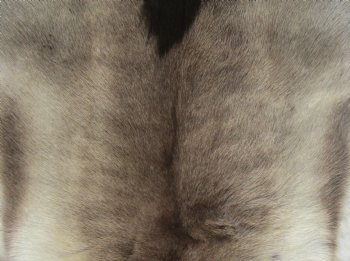 42 inches by 42 inches Finland Reindeer Hide, Skin, farm raised - $150