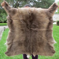Finland Reindeer Hide/Skin, 35" x 34" - $130
